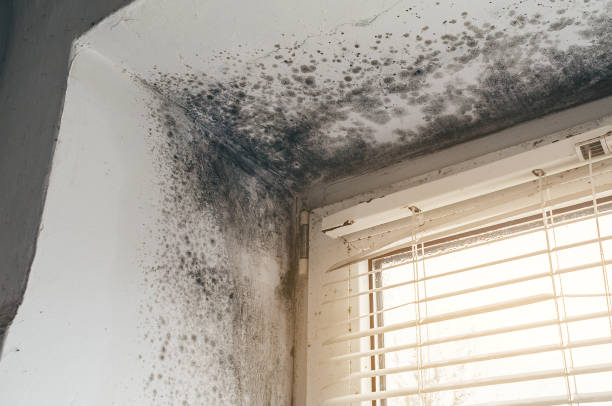 Trusted Black Mold Removal service in Bainbridge, PA - Cheap Mold Removal
